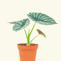 Small alocasia imperialis in a grow pot.
