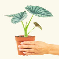 Small alocasia imperialis in a grow pot.