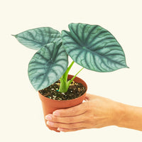 Small alocasia imperialis in a grow pot.