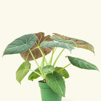 4" Alocasia maharani in a grow pot.
