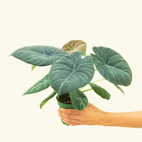 4" Alocasia maharani in a grow pot.