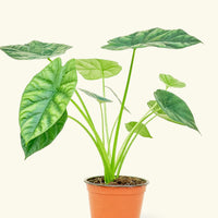 Small alocasia mirrorface in a grow pot.
