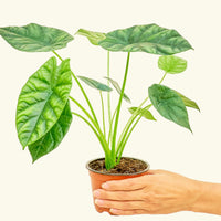 Small alocasia mirrorface in a grow pot.