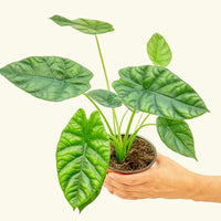 Small alocasia mirrorface in a grow pot.