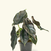 Small alocasia redmambo in a grow pot.