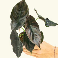 Small alocasia redmambo in a grow pot.