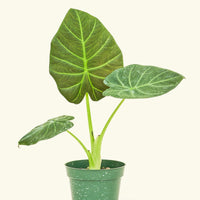 Small alocasia regalshield in a grow pot.
