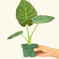 Small alocasia regalshield in a grow pot.