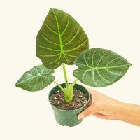 Small alocasia regalshield in a grow pot.