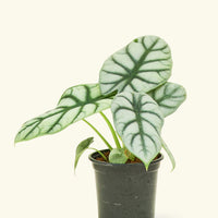 Small alocasia silver gragon in a grow pot.