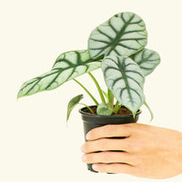 Small alocasia silver gragon in a grow pot.