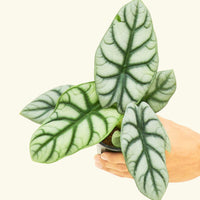 Small alocasia silver gragon in a grow pot.