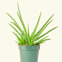 Small aloe vera in a grow pot.