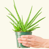 Small aloe vera in a grow pot.