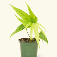 Small anthurium fingers in a grow pot.