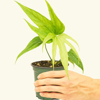 Small anthurium fingers in a grow pot.