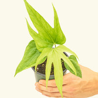 Small anthurium fingers in a grow pot.