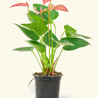 Small Anthurium 'Pink Flamingo' in a grow pot.