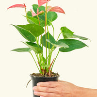 Small Anthurium 'Pink Flamingo' in a grow pot.