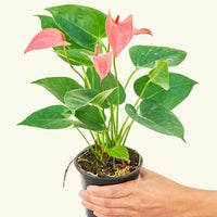 Small Anthurium 'Pink Flamingo' in a grow pot.