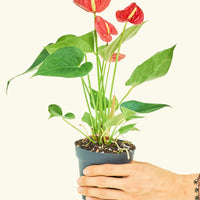 Small Anthurium Red in a grow pot