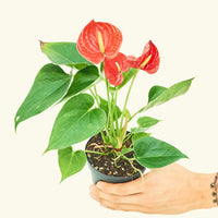 Small Anthurium Red in a grow pot
