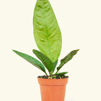 Small Bird's Nest Anthurium in a grow pot.