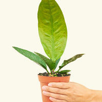 Small Bird's Nest Anthurium in a grow pot.