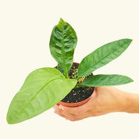 Small Bird's Nest Anthurium in a grow pot.
