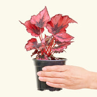 Small Begonia 'Red Robin' in a grow pot.
