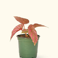 Small Begonia Exotica in a grow pot.