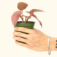 Small Begonia Exotica in a grow pot.