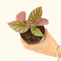 Small Begonia Exotica in a grow pot.