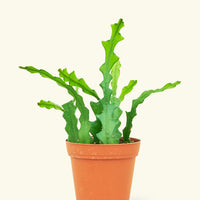 Small cactus fishbone in a grow pot.