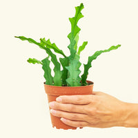 Small cactus fishbone in a grow pot.