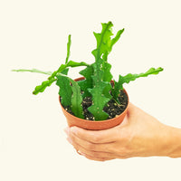 Small cactus fishbone in a grow pot.