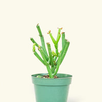 Small Pencil Cactus (Euphorbia tirucalli) in a grow pot.