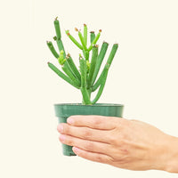 Small Pencil Cactus (Euphorbia tirucalli) in a grow pot.