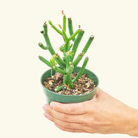 Small Pencil Cactus (Euphorbia tirucalli) in a grow pot.