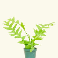 Small Sharktooth Fern (Selenicereus chrysocardium)