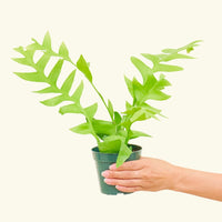 Small Sharktooth Fern (Selenicereus chrysocardium)