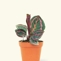 Small Calathea 'Dottie' in a grow pot.