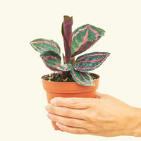 Small Calathea 'Dottie' in a grow pot.