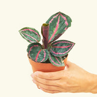 Small Calathea 'Dottie' in a grow pot.