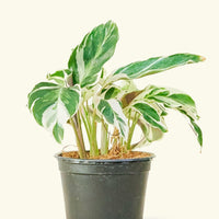 Calathea 'Fusion White', Small