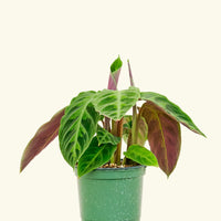 4" Calathea Jungle Velvet