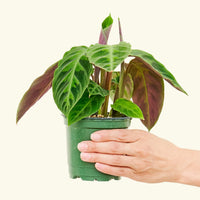 4" Calathea Jungle Velvet in a hand.