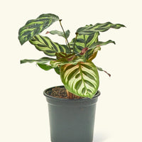 Small Peacock Calathea (Calathea makoyana) in a grow pot.