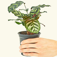 Small Peacock Calathea (Calathea makoyana) in a grow pot.