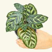 Small Peacock Calathea (Calathea makoyana) in a grow pot.